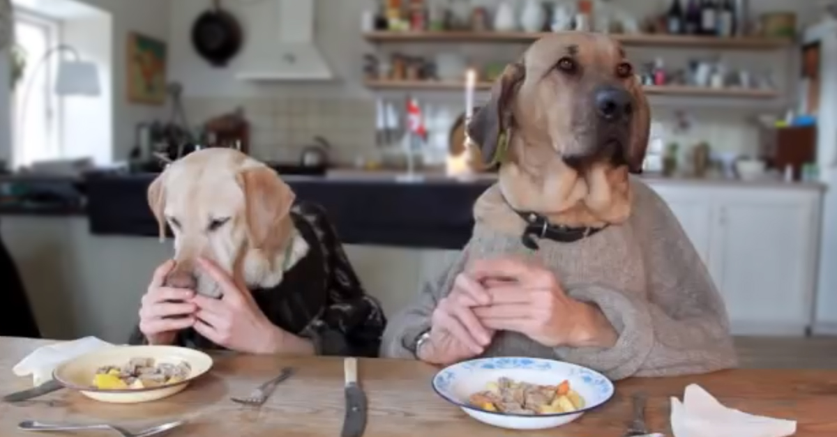 lo-que-paso-cuando-llevaron-2-perros-a-comer-a-un-restaurante-que